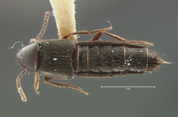 Media type: image;   Entomology 7300 Aspect: habitus dorsal view